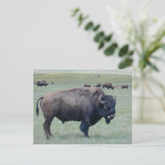 Bison Postkarte (Stehend Vorderseite)