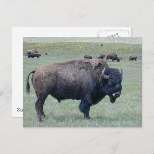 Bison Postkarte (Vorne/Hinten)