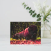 Bison Postkarte (Stehend Vorderseite)