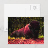 Bison Postkarte (Vorne/Hinten)