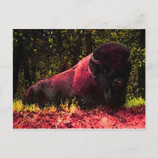 Bison Postkarte (Vorderseite)