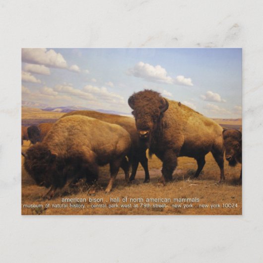 Bison Postkarte (Vorderseite)