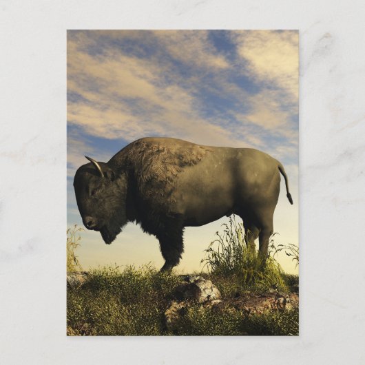 Bison Postkarte (Vorderseite)