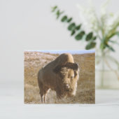 Bison Postkarte (Stehend Vorderseite)