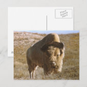 Bison Postkarte (Vorne/Hinten)