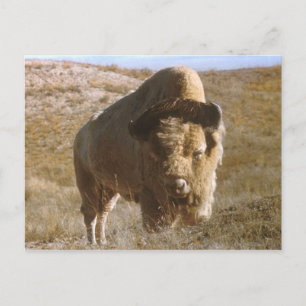 Bison Postkarte