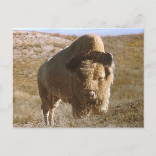 Bison Postkarte (Vorderseite)