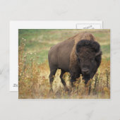 Bison Postkarte (Vorne/Hinten)