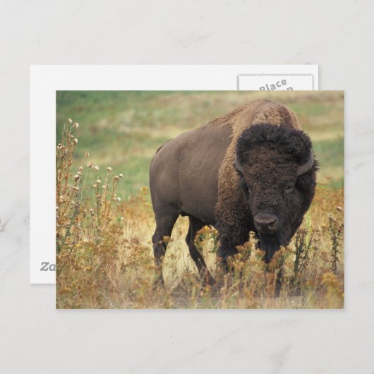 Bison Postkarte (Vorne/Hinten)
