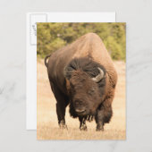 Bison Postkarte (Vorne/Hinten)