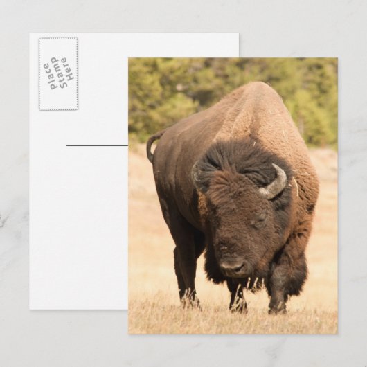 Bison Postkarte (Vorne/Hinten)