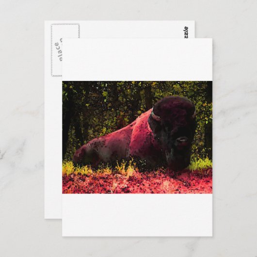 Bison Postkarte (Vorne/Hinten)