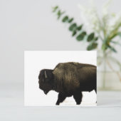 Bison Postkarte (Stehend Vorderseite)
