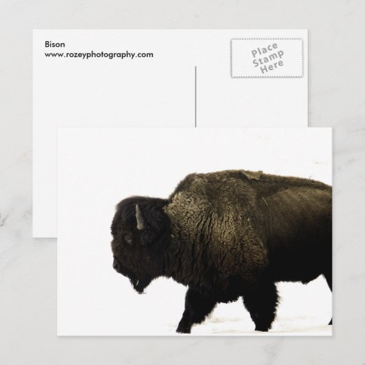 Bison Postkarte (Vorne/Hinten)