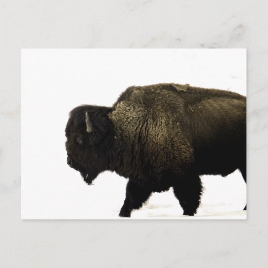 Bison Postkarte (Vorderseite)