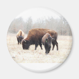 Bison Prairie Magnet