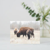 Bison Prairie Postkarte (Stehend Vorderseite)