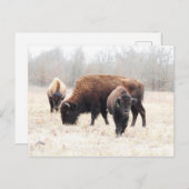 Bison Prairie Postkarte (Vorne/Hinten)