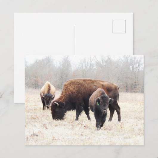 Bison Prairie Postkarte (Vorne/Hinten)