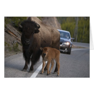 Bison Roadblock - Karte