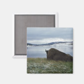 Bison-Ruhen am Yellowstone-Fluss mit Schnee Magnet (Vorderseite/Rückseite)