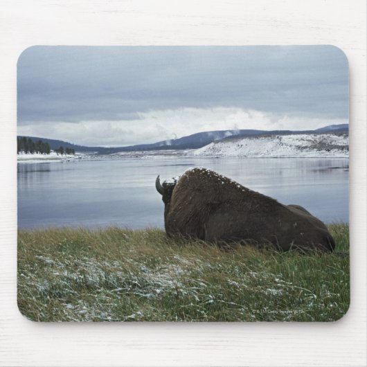 Bison-Ruhen am Yellowstone-Fluss mit Schnee Mousepad (Vorne)