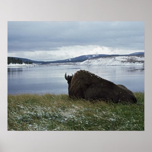 Bison-Ruhen am Yellowstone-Fluss mit Schnee Poster (Vorne)