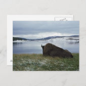 Bison-Ruhen am Yellowstone-Fluss mit Schnee Postkarte (Vorne/Hinten)