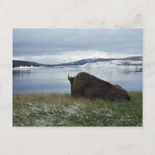 Bison-Ruhen am Yellowstone-Fluss mit Schnee Postkarte