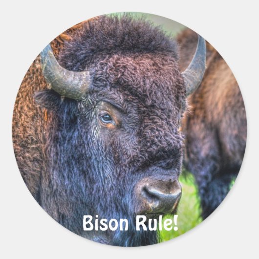 Bison Rule! Buffalo-Lover Art Stickers (Vorderseite)