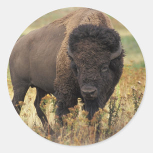 Bison Runder Aufkleber
