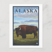 Bison Scene - Chitina River Basin, Alaska Postkarte (Vorderseite)