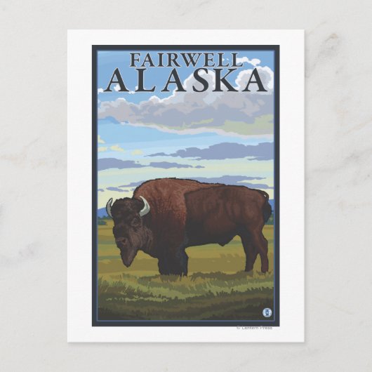 Bison Scene - Fairwell, Alaska Postkarte (Vorderseite)