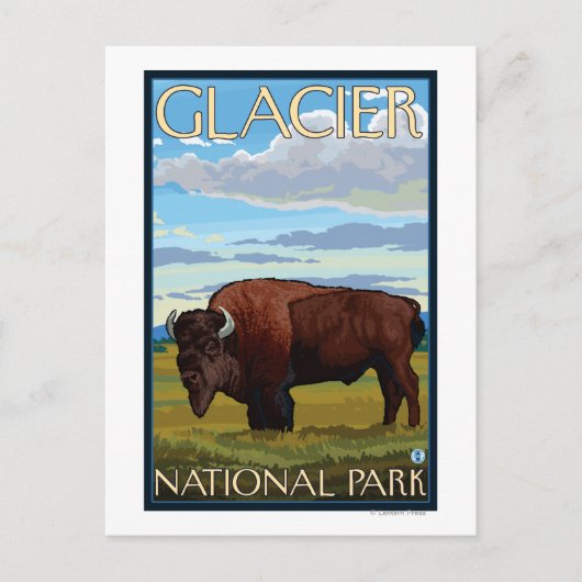 Bison Scene - Glacier National Park, MT Postkarte (Vorderseite)