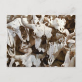 Bison skulls postkarte (Vorderseite)