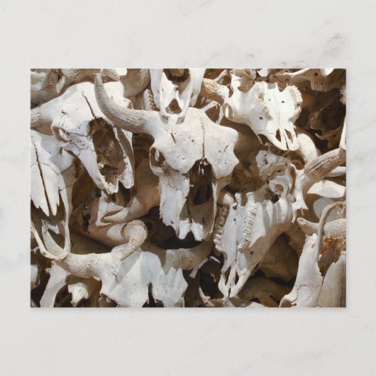 Bison skulls postkarte (Vorderseite)
