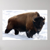 Bison Snow Poster (Vorne)
