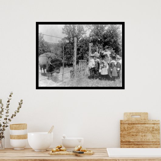Bison Staring bei Kindern 1899 Poster (Küche)