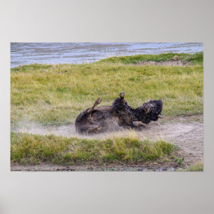 Bison-Staubbad, Yellowstone-Nationalpark Wyoming Poster