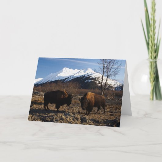 Bison Tet-a-Tet Karte (Vorderseite)