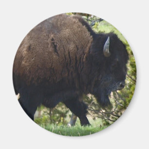Bison-Überfahrt Magnet