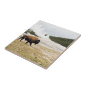 Bison und altes zuverlässiges fliese (Seite)