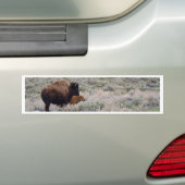Bison und Kalb Autoaufkleber (Auf Auto)