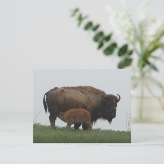 Bison und Nursing Calf Postkarte (Stehend Vorderseite)