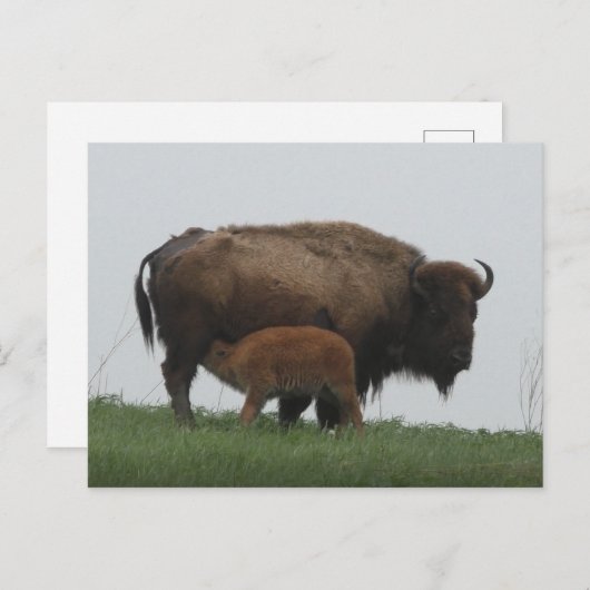 Bison und Nursing Calf Postkarte (Vorne/Hinten)