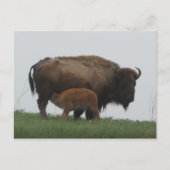 Bison und Nursing Calf Postkarte (Vorderseite)