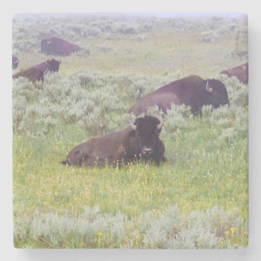 Bison-Untersetzer Steinuntersetzer (Vorderseite)