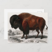 Bison Vintag illustriert Postkarte (Vorne/Hinten)