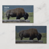 Bison Visitenkarte (Vorne/Hinten)
