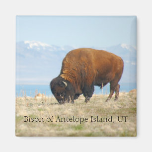 Bison von Antilopen-Insel, UT Magnet